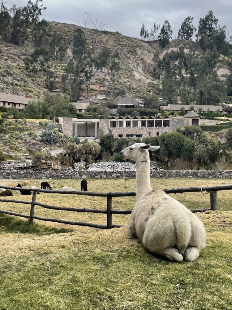 Colca Valley Lama