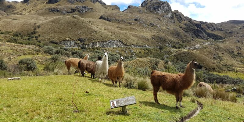 Alpakas in den Anden auf der Rundreise Best of Ecuador