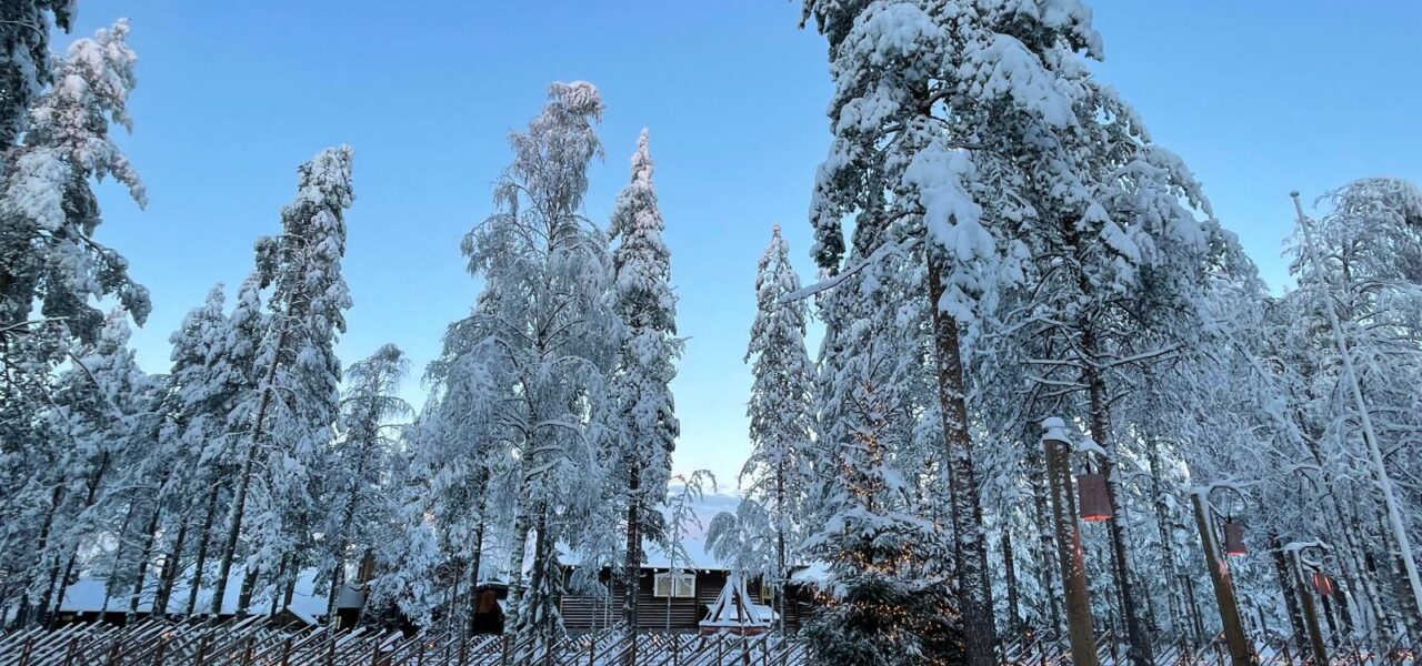 Wald in finnisch Lappland, Charly