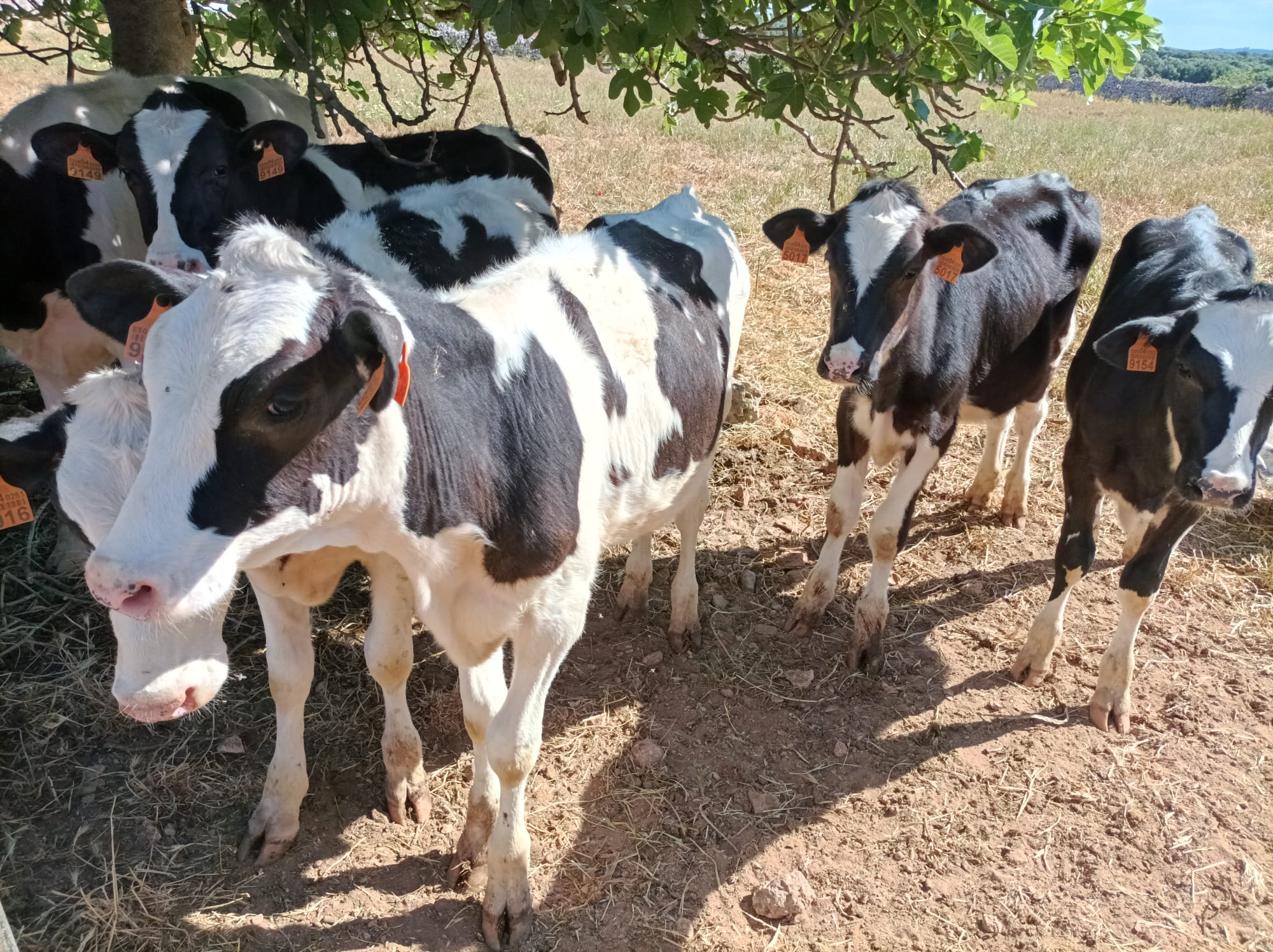 Käserei Son Piris Kühe