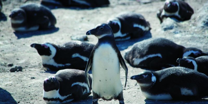 Südafrika_Boulders Beach_Pinguine ©Karawane Reisen